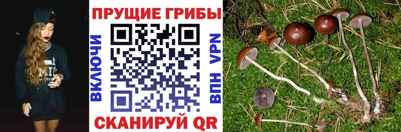 Галлюциногенные грибы Cubensis Пошехонье